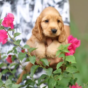 Cocker Spaniel Puppy | American Cocker Spaniel Puppy | Cute Cocker Spaniel Puppy | Cocker Spaniel Puppy for Sale | Cocker Spaniel Puppy Dubai