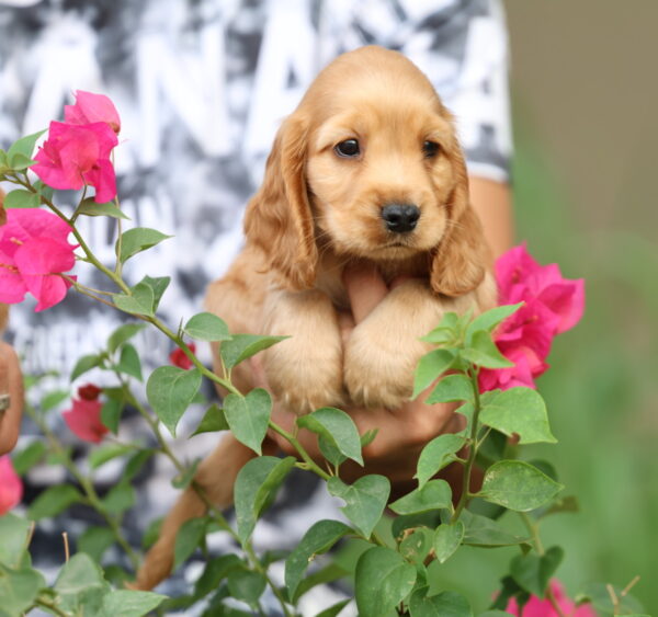 Cocker Spaniel Puppy | American Cocker Spaniel Puppy | Cute Cocker Spaniel Puppy | Cocker Spaniel Puppy for Sale | Cocker Spaniel Puppy Dubai