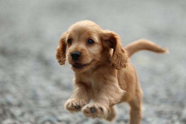 Cocker Spaniel Puppy for Sale in UAE – 9 Weeks Old - Image 3