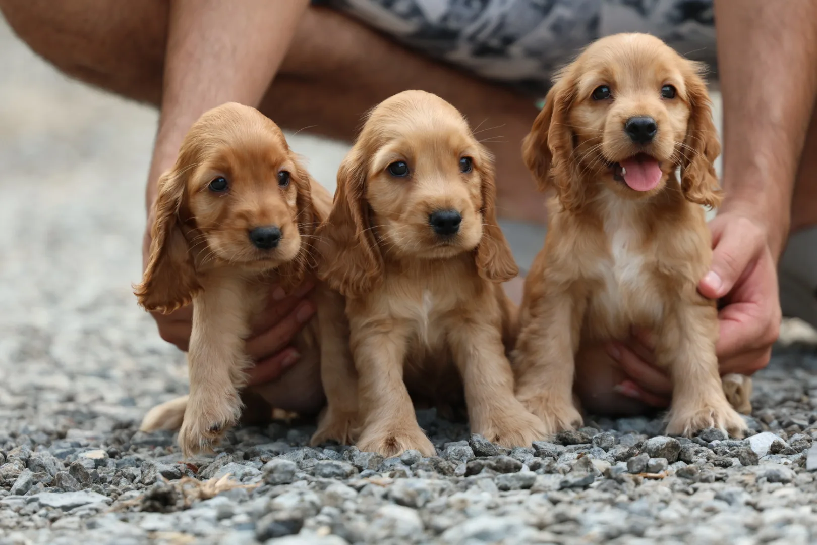 Cocker Spaniel Puppy for Sale in UAE – 9 Weeks Old - Image 4