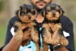 Yorkshire Terrier Puppy for Sale in UAE – 8 Weeks Old - Image 2