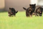 German Shepherd Puppy for Sale in UAE – 8 Weeks Old - Image 4