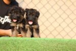 German Shepherd Puppy for Sale in UAE – 8 Weeks Old - Image 5