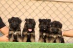 German Shepherd Puppy for Sale in UAE – 8 Weeks Old - Image 6