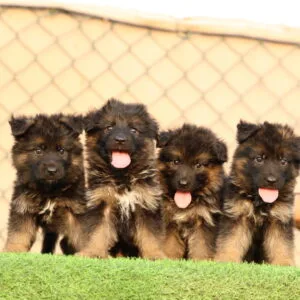 German Shepherd Puppy for Sale in UAE