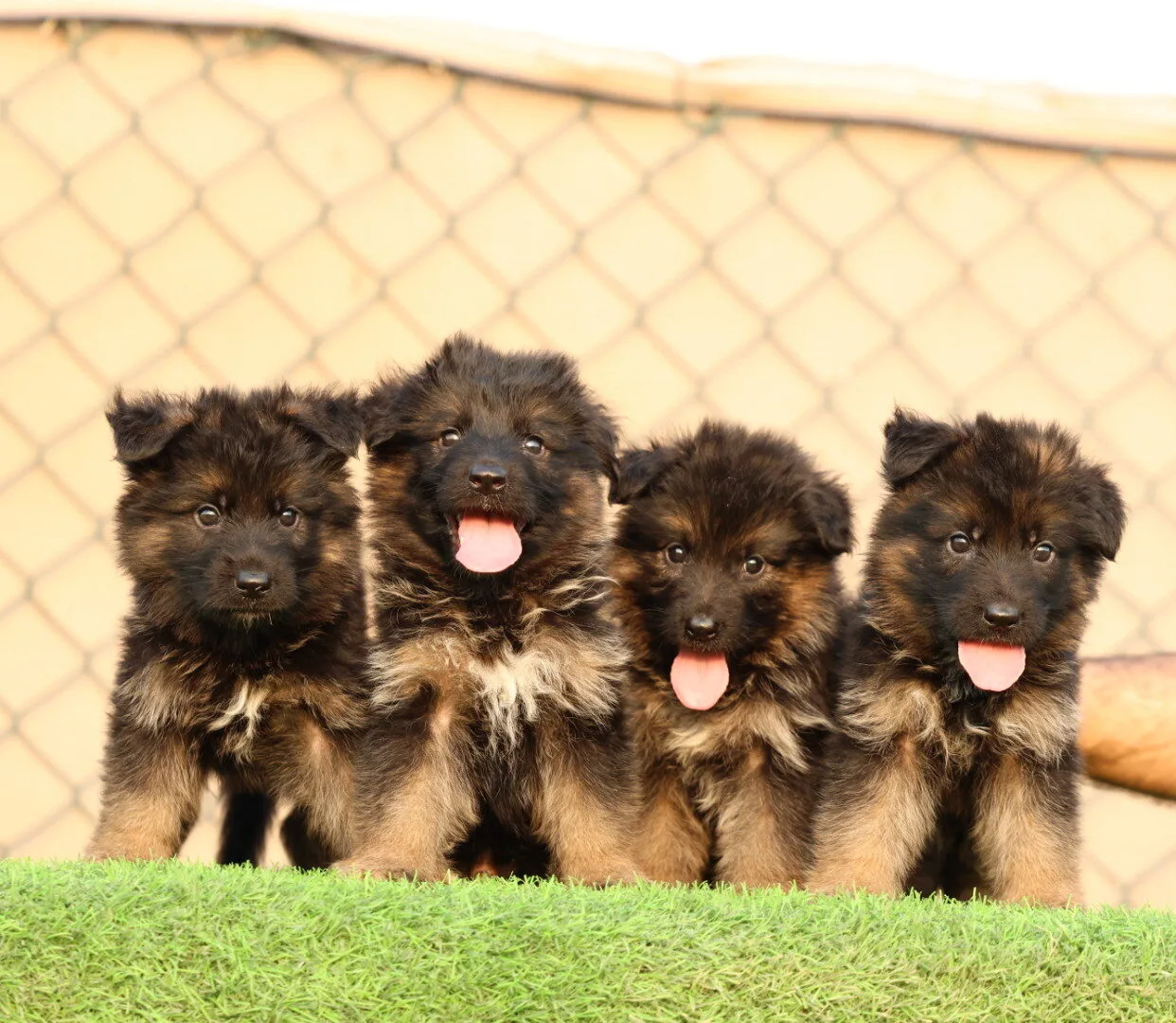 German Shepherd Puppy for Sale in UAE
