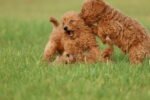 Poodle Puppy for Sale in UAE – 8 Weeks Old - Image 3