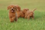 Poodle Puppy for Sale in UAE – 8 Weeks Old - Image 2