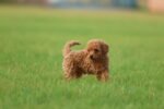 Poodle Puppy for Sale in UAE – 8 Weeks Old - Image 4