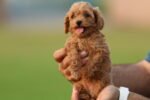 Poodle Puppy for Sale in UAE – 8 Weeks Old - Image 5