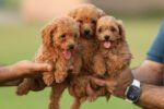 Poodle Puppy for Sale in UAE – 8 Weeks Old
