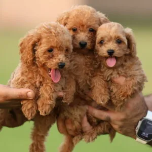 كلب بودل للبيع في الإمارات – عمره 8 أسابيع