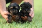 Yorkshire Terrier Puppy for Sale in UAE – 8 Weeks Old - Image 5