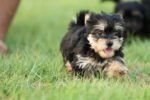 Yorkshire Terrier Puppy for Sale in UAE – 8 Weeks Old - Image 4