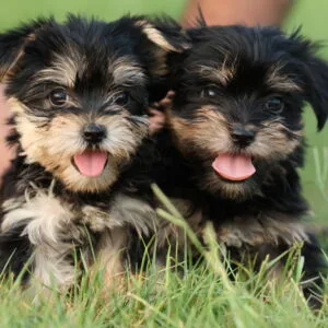 Yorkshire Terrier Puppy for Sale in UAE | Book Now Yorkshire Terrier Dogs