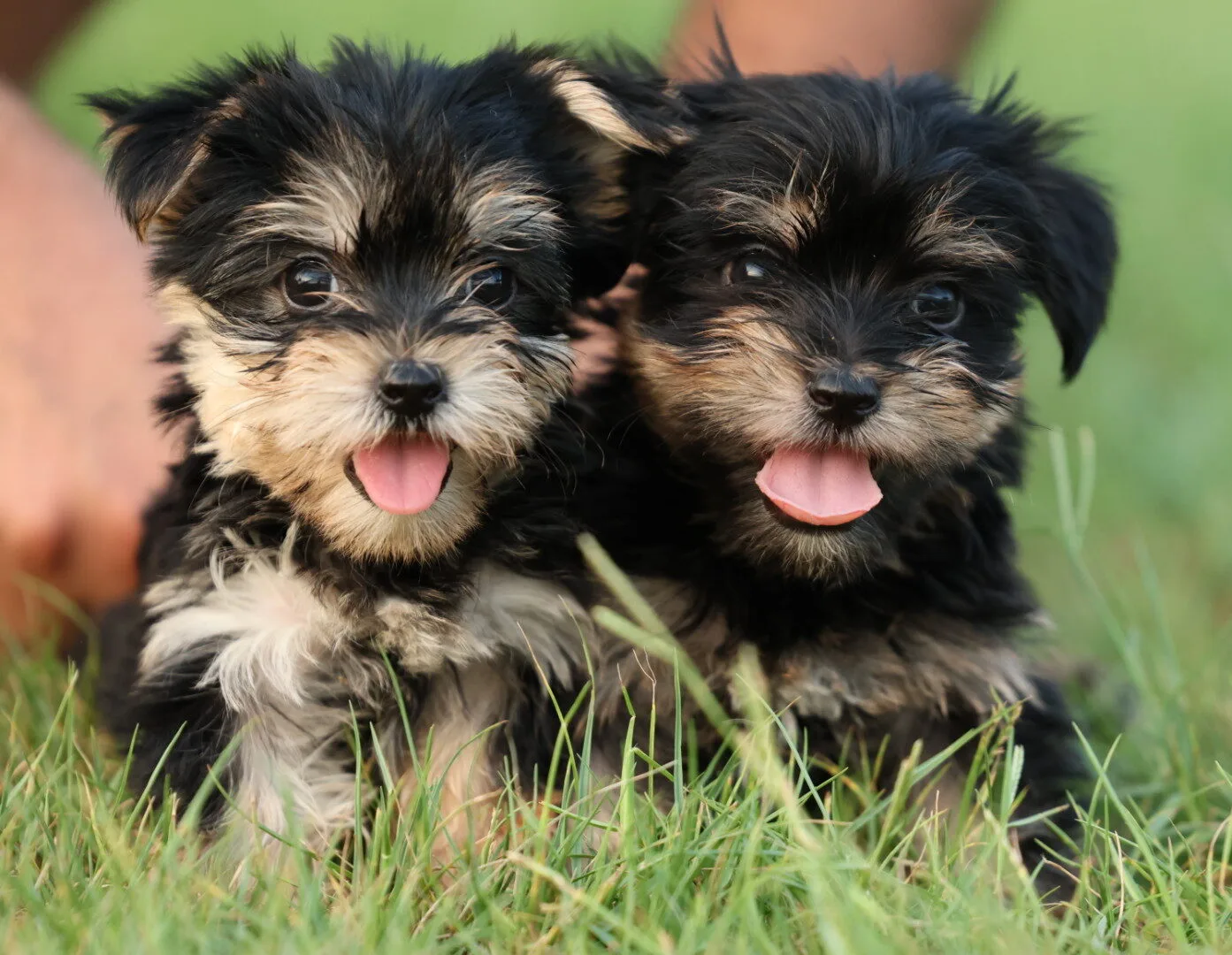 Yorkshire Terrier Puppy for Sale in UAE | Book Now Yorkshire Terrier Dogs