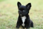 Chihuahua Puppy for Sale in UAE – 9 Weeks Old - Image 4