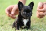 Chihuahua Puppy for Sale in UAE – 9 Weeks Old - Image 5