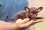 Chihuahua Puppy for Sale in UAE – 9 Weeks Old - Image 6
