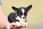 Chihuahua Puppy for Sale in UAE – 9 Weeks Old - Image 7