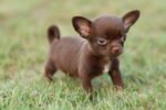 Chihuahua | Chihuahua Dog