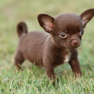 Chihuahua | Chihuahua Dog