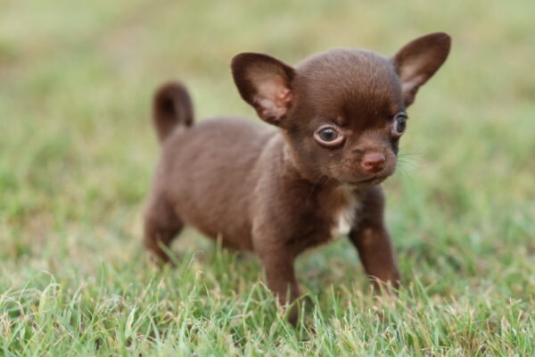 Chihuahua | Chihuahua Dog