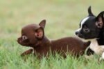Chihuahua Puppy for Sale in UAE – 9 Weeks Old - Image 8