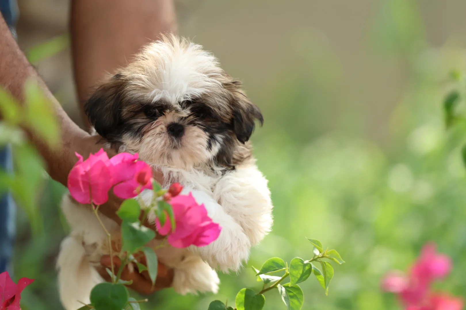 Shih Tzu Puppy for Sale in UAE – 7 Weeks Old - Image 3