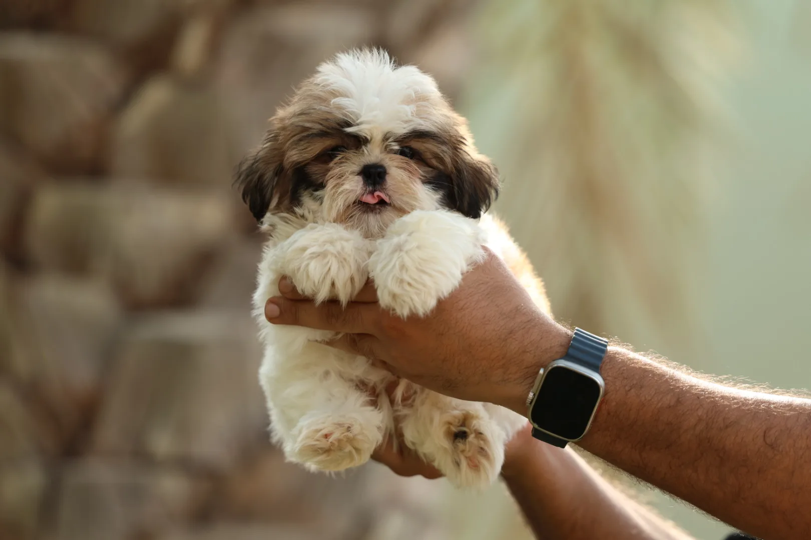 Shih Tzu Puppy for Sale in UAE – 7 Weeks Old - Image 4