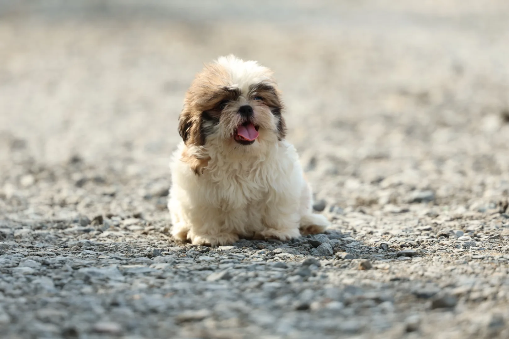Shih Tzu Puppy for Sale in UAE – 7 Weeks Old - Image 5