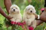 Maltese Puppy for Sale in UAE – 6 Weeks Old - Image 3