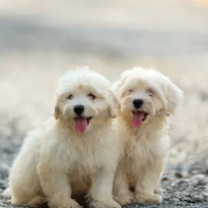 Maltese Puppy for Sale in UAE