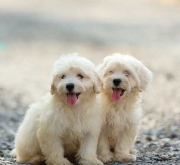 Maltese Puppy for Sale in UAE