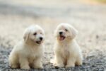 Maltese Puppy for Sale in UAE – 6 Weeks Old - Image 4