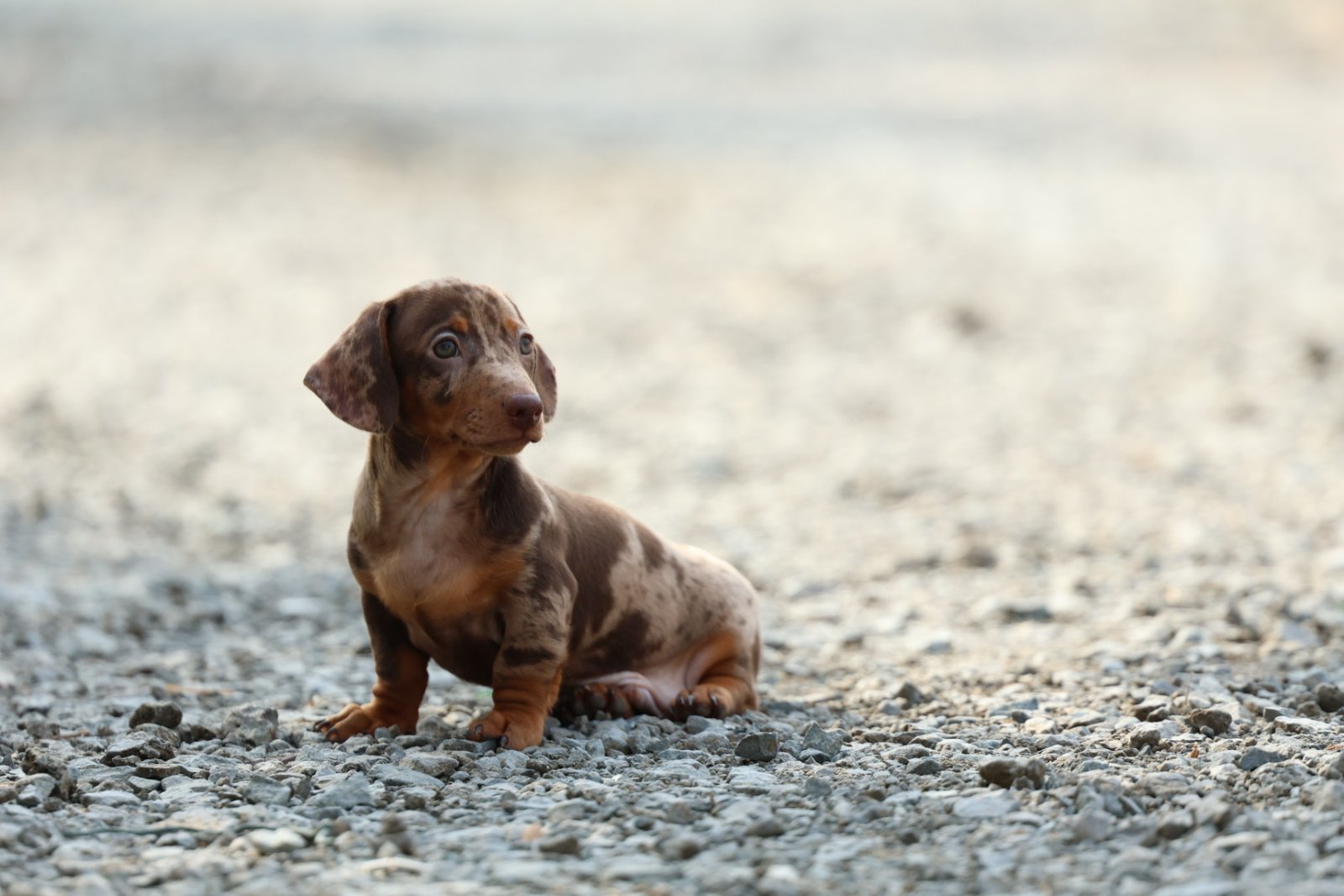 Dachshund Puppy for Sale in UAE – 8 Weeks Old - Image 2