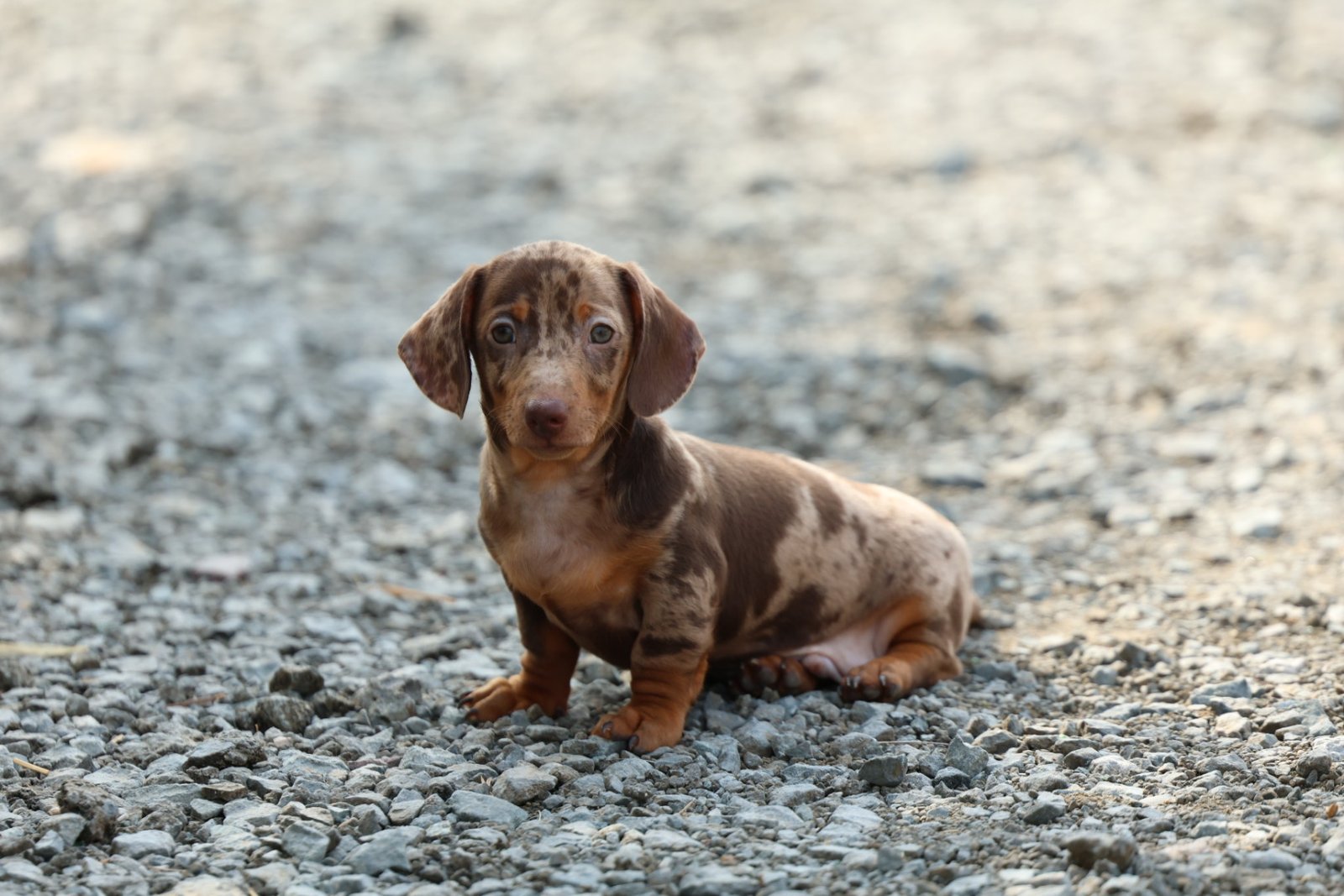 Dachshund Puppy for Sale in UAE – 8 Weeks Old - Image 3