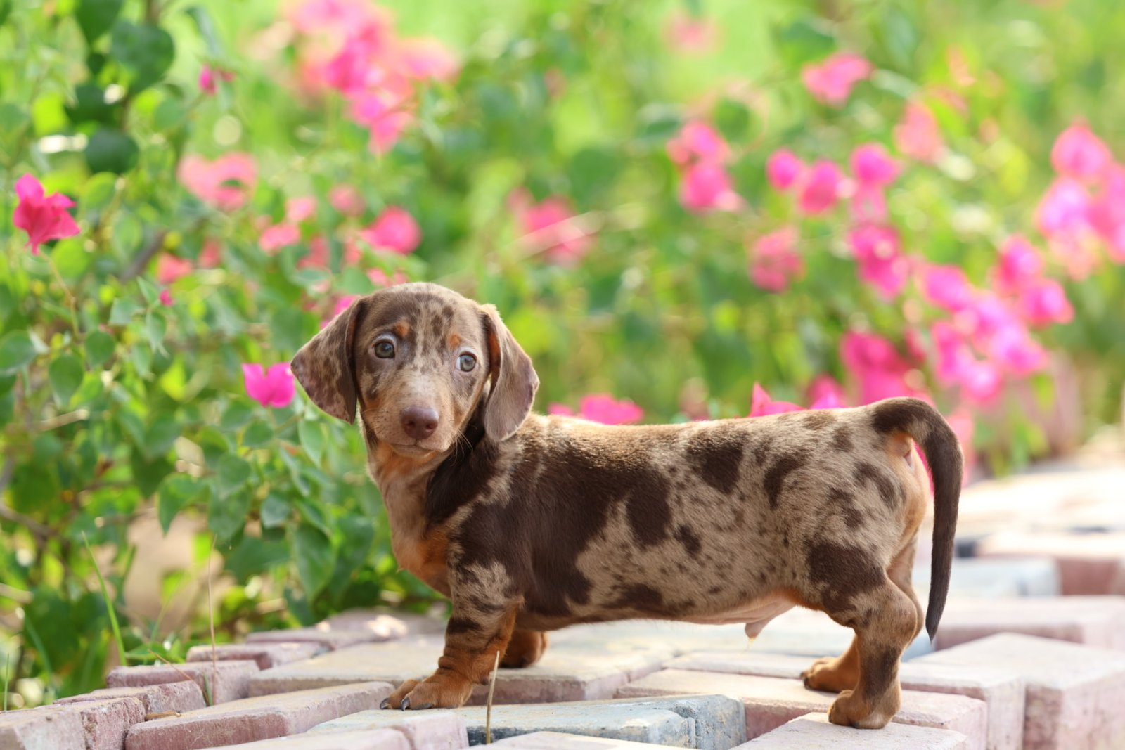 Dachshund Puppy for Sale in UAE – 8 Weeks Old - Image 4