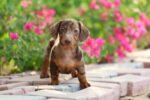 Dachshund Puppy for Sale in UAE – 8 Weeks Old - Image 5