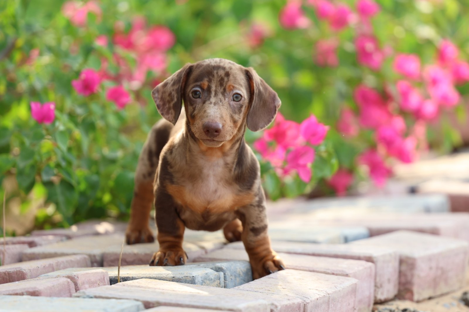 Dachshund Puppy for Sale in UAE – 8 Weeks Old - Image 5