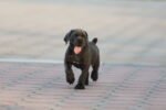 Cane Corso Puppy for Sale in UAE – 10 Weeks Old - Image 2