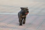 Cane Corso Puppy for Sale in UAE – 10 Weeks Old - Image 3