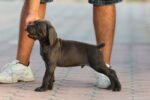 Cane Corso Puppy for Sale in UAE – 10 Weeks Old - Image 4