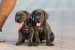 Cane Corso Puppy for Sale in UAE – 10 Weeks Old - Image 5