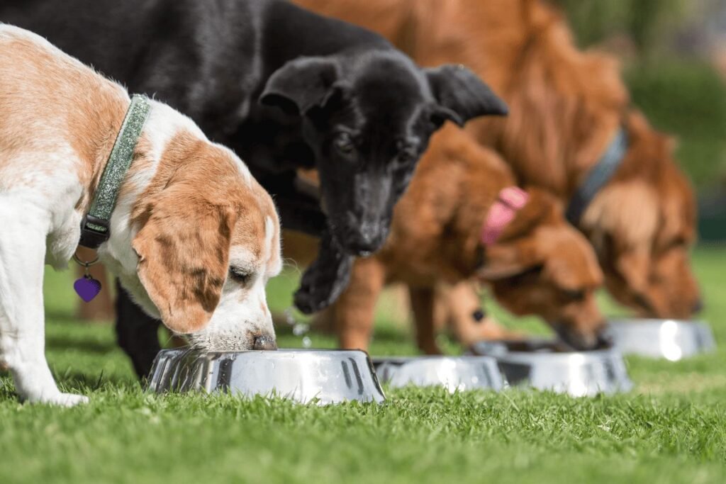 puppy feeding schedule by age chart for small and large breeds