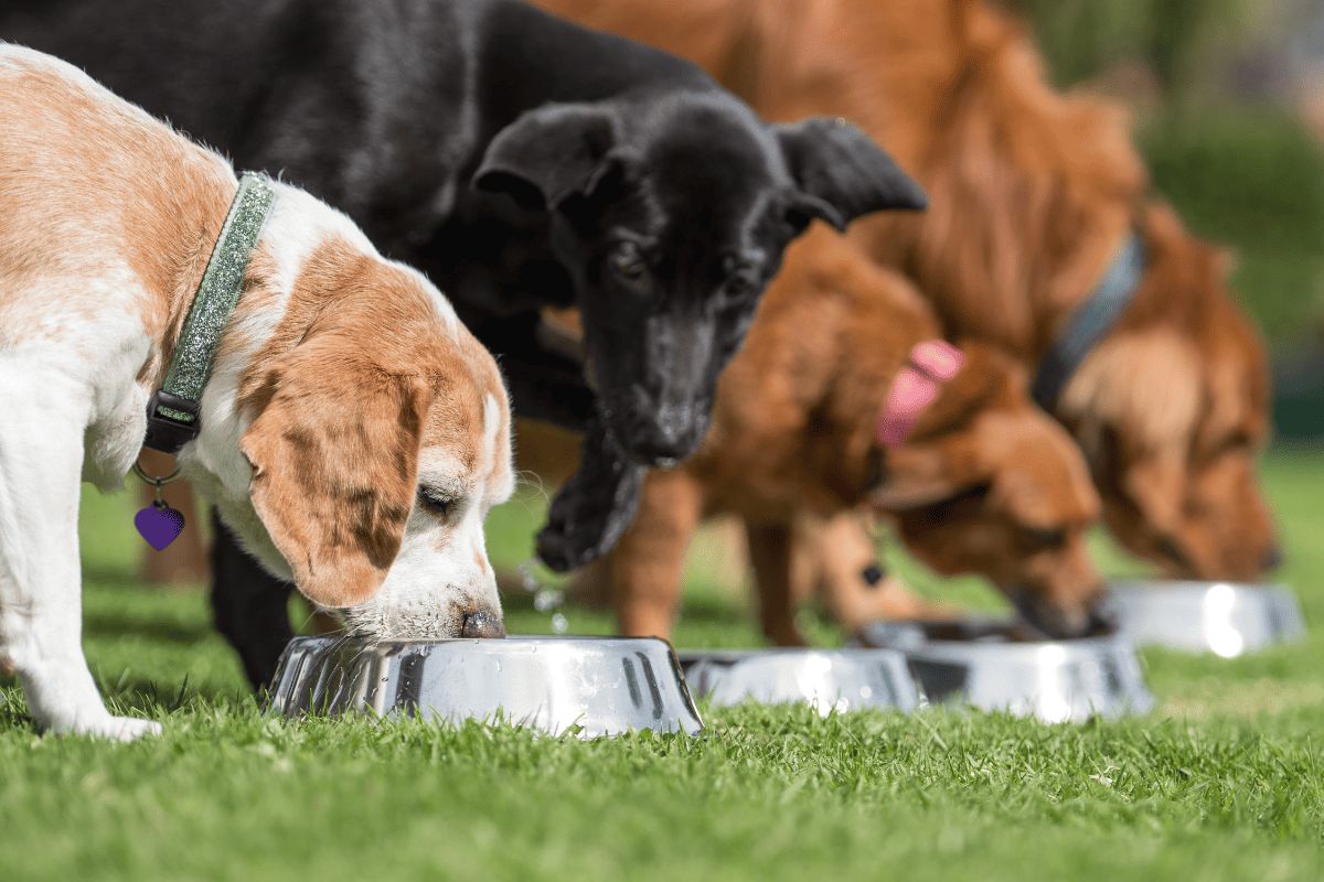 puppy feeding schedule by age chart for small and large breeds