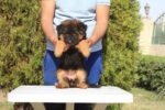 German Shepherd Puppy for Sale in Dubai – 8 Weeks Old – Strong, Smart & Vaccinated