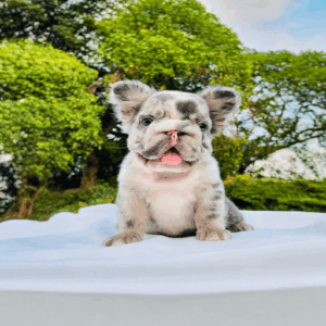 Fluffy French Bulldog Puppy for Sale in UAE