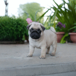 Pug Puppy for Sale | Know More about Pug dog Price in 2026 in UAE