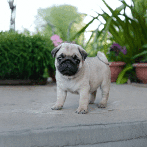 Pug Puppy for Sale in UAE